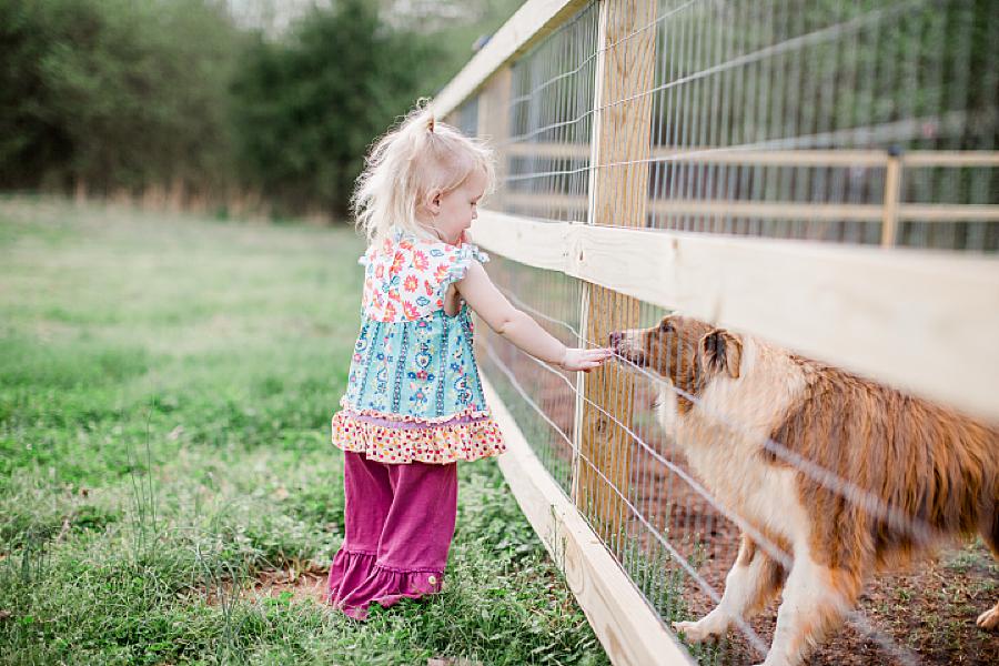 little girl petting border collie