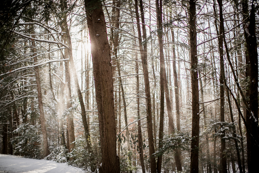 Snowy trees by Knoxville Wedding Photographer, Amanda May Photos.