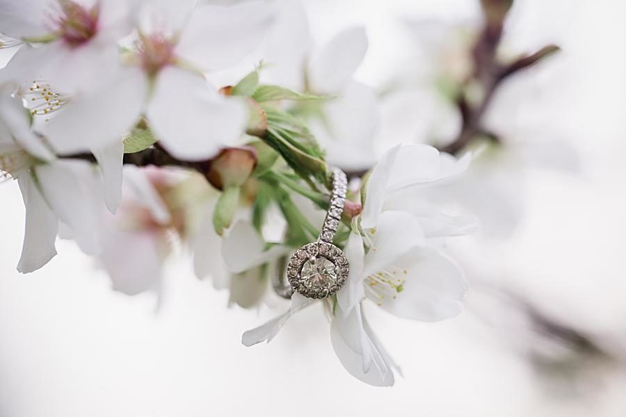Dogwood blossoms at this 2018 favorite engagements by Knoxville Wedding Photographer, Amanda May Photos.