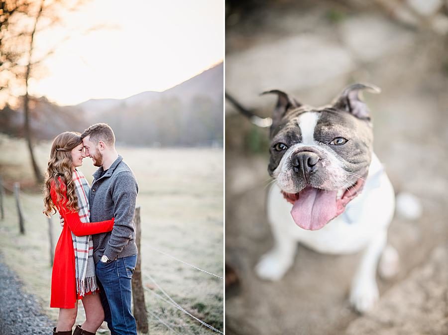 Bulldog at this 2018 favorite engagements by Knoxville Wedding Photographer, Amanda May Photos.