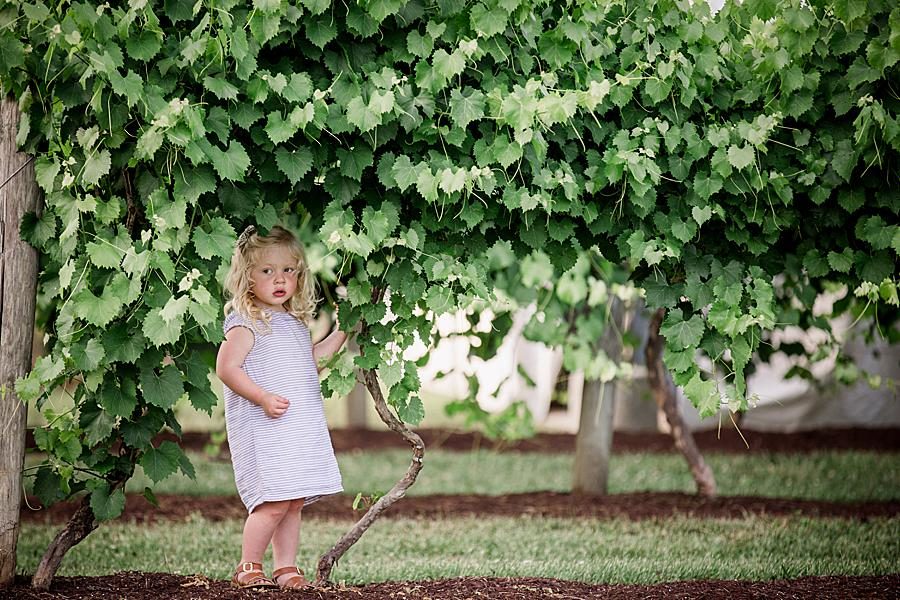 Topiary at this 2018 Favorite Portraits by Knoxville Wedding Photographer, Amanda May Photos.