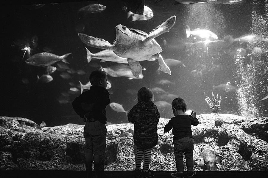 Fish tank at this Family by Knoxville Wedding Photographer, Amanda May Photos.