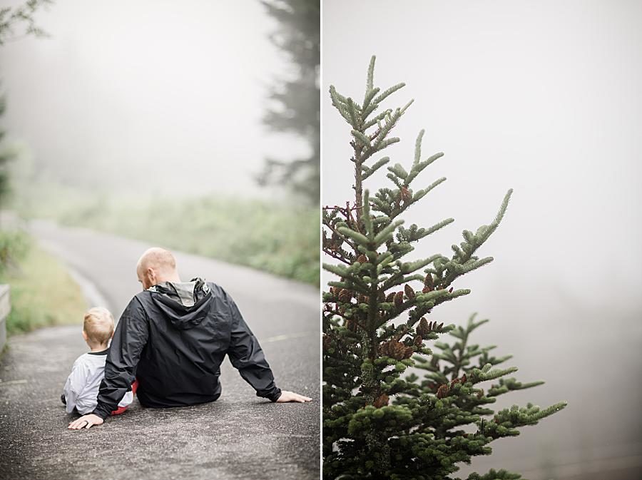 Evergreen tree at this Family by Knoxville Wedding Photographer, Amanda May Photos.