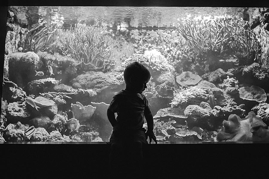 Aquarium at this Family by Knoxville Wedding Photographer, Amanda May Photos.