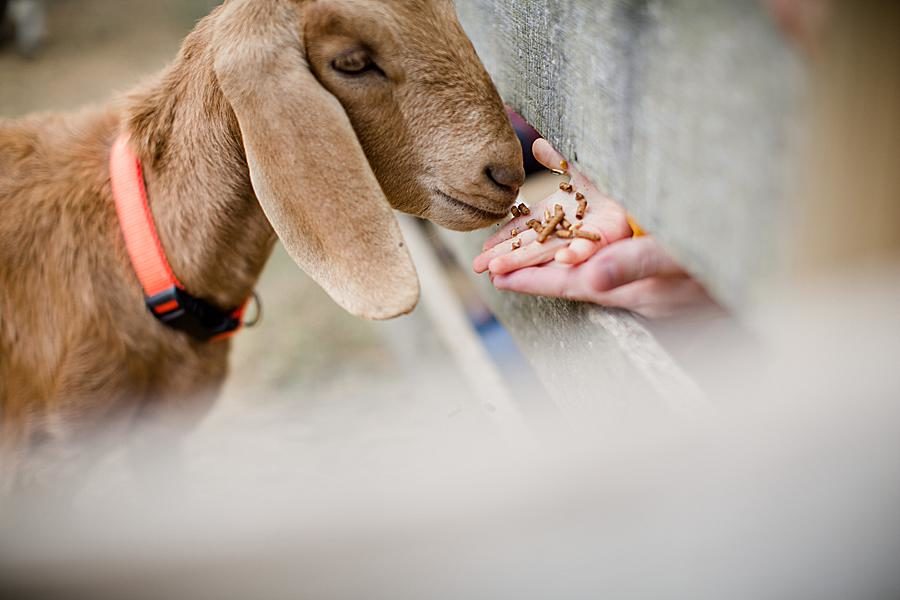 Goat face at this Family by Knoxville Wedding Photographer, Amanda May Photos.