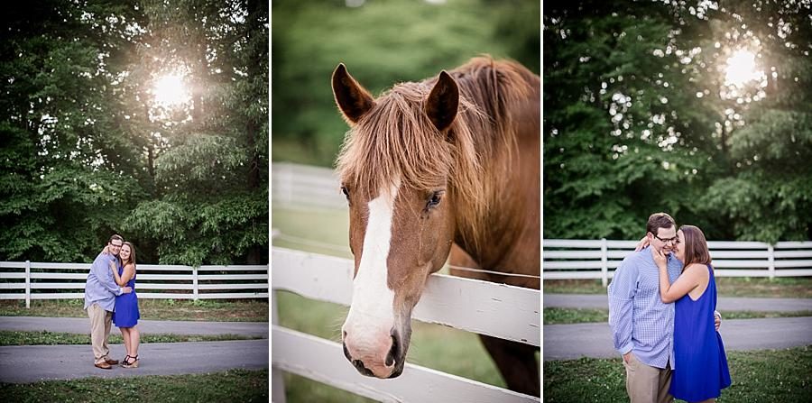 Horse pasture at this Whitestone Country Inn Engagement Session by Knoxville Wedding Photographer, Amanda May Photos.