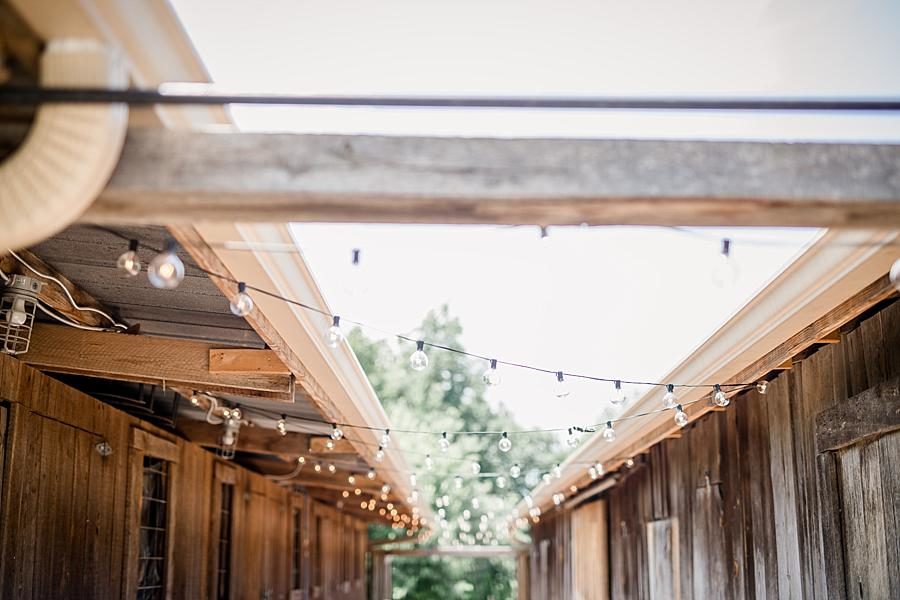 Large bulb twinkle lights at this Castleton Farms Wedding by Knoxville Wedding Photographer, Amanda May Photos.