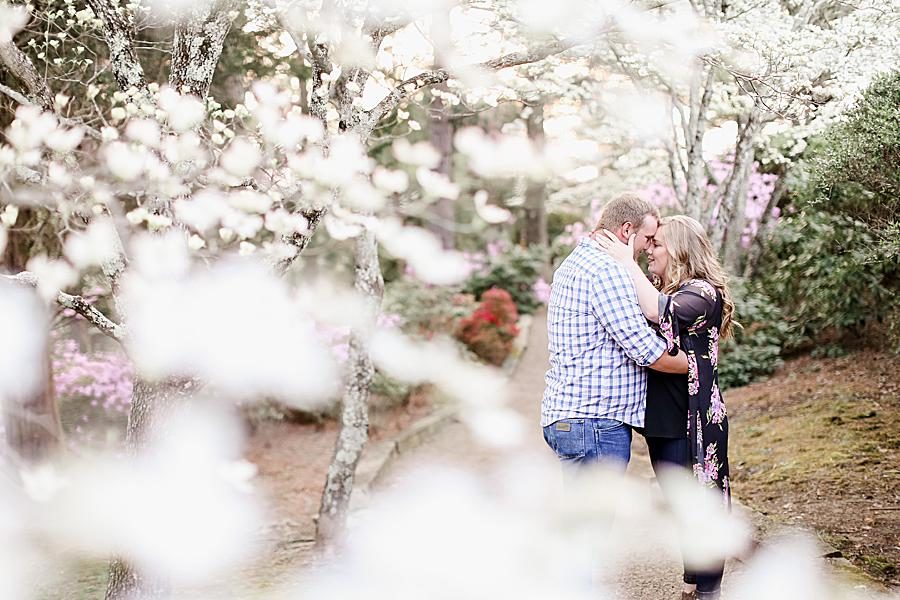 Dogwood blooms at this Baxter Gardens Engagement by Knoxville Wedding Photographer, Amanda May Photos.