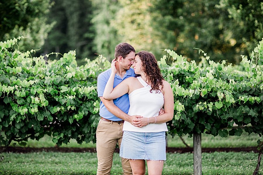 Grape vines by Knoxville Wedding Photographer, Amanda May Photos