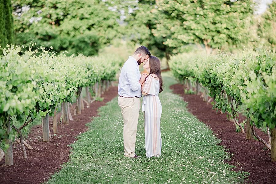 Vineyard at this Castleton by Knoxville Wedding Photographer, Amanda May Photos.