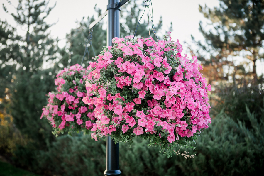 Hanging baskets on the Broadmoor Resort in Colorado Springs by Knoxville Wedding Photographer, Amanda May Photos.