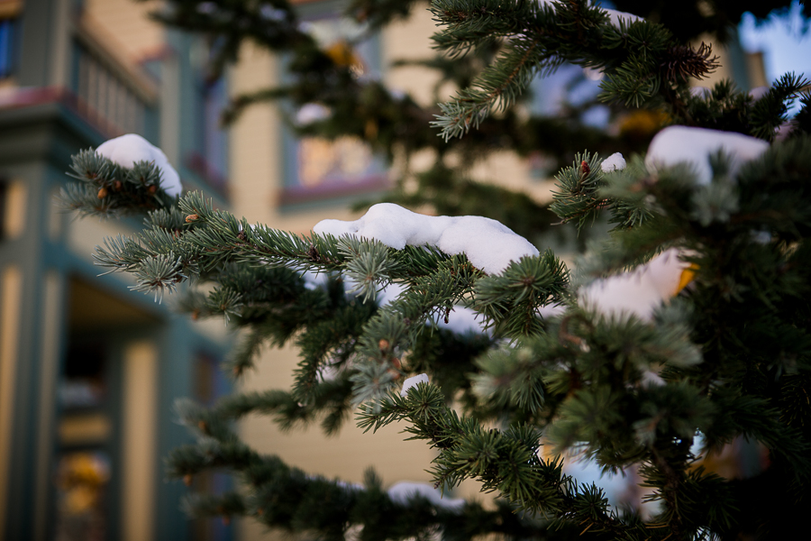 Snowy pine tree in Breckenridge by Knoxville Wedding Photographer, Amanda May Photos.