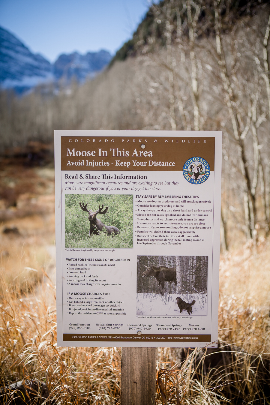 Moose sign in Aspen by Knoxville Wedding Photographer, Amanda May Photos.