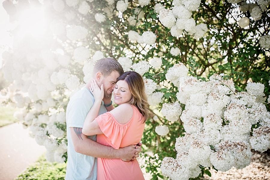 Nuzzled by the hydrangea at this UT Gardens Engagement by Knoxville Wedding Photographer, Amanda May Photos.