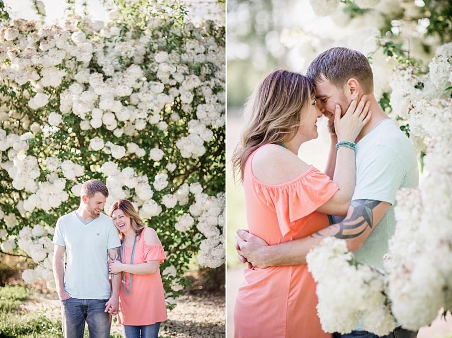 White blooms at this UT Gardens Engagement by Knoxville Wedding Photographer, Amanda May Photos.