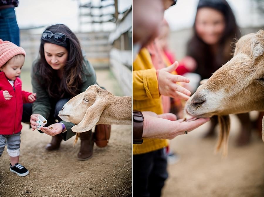 Billy goat at this Oakes Farm Session by Knoxville Wedding Photographer, Amanda May Photos.
