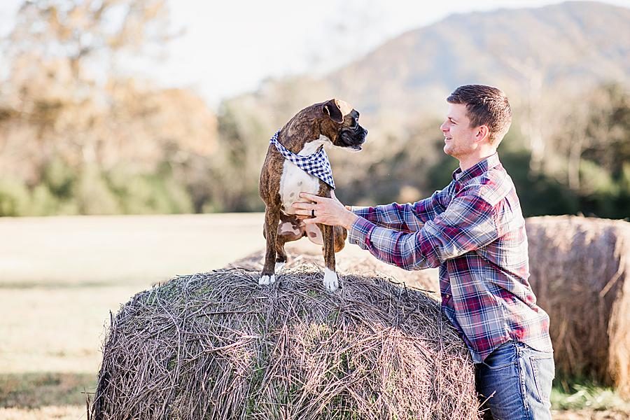 Dog on hay bale at this farm maternity session by Knoxville Wedding Photographer, Amanda May Photos.