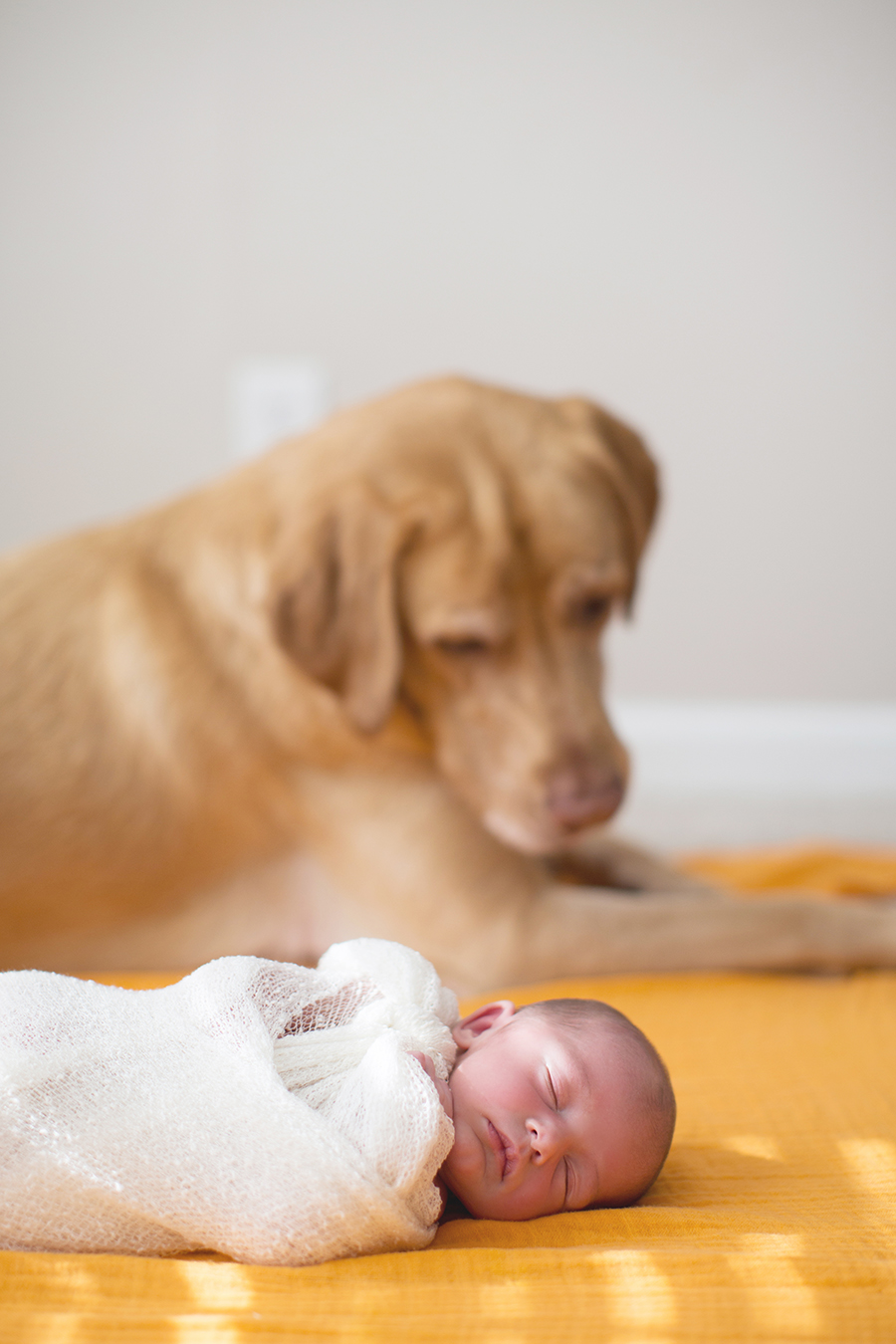 Puppy looking at baby at this American Flag newborn session by Knoxville Wedding Photographer, Amanda May Photos.