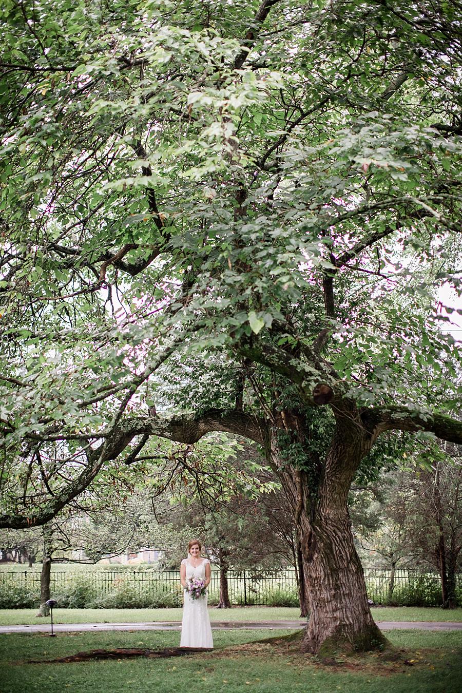 Bride by oak tree at this Historic Westwood Bridal session by Knoxville Wedding Photographer, Amanda May Photos.