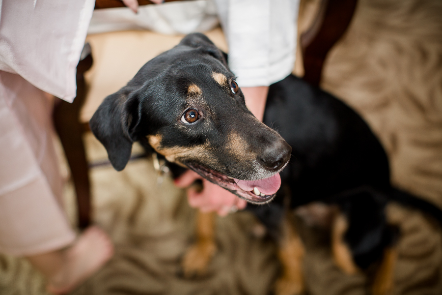 Bride and Groom's puppy detail picture at this winter wedding at Knoxville Wedding Venue, Jackson Terminal, by Knoxville Wedding Photographer, Amanda May Photos.
