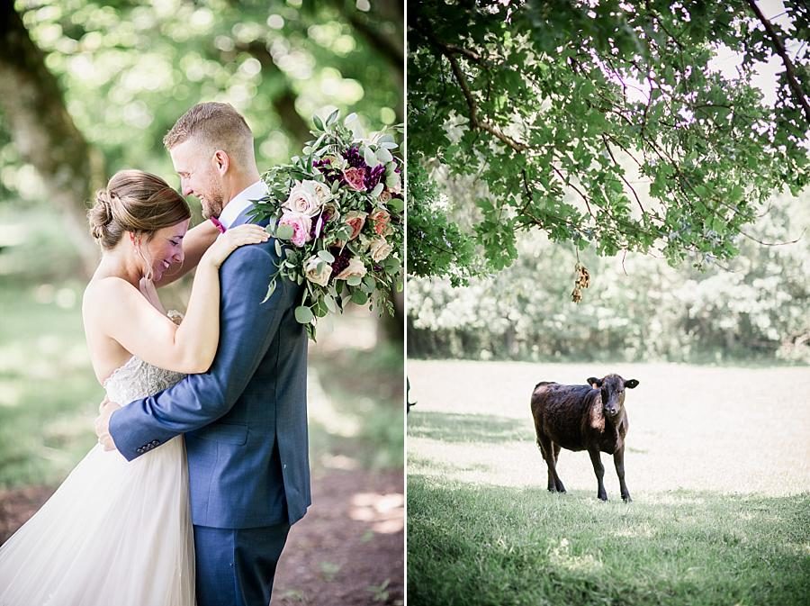 Black calf at this RiverView Family Farm Wedding by Knoxville Wedding Photographer, Amanda May Photos.