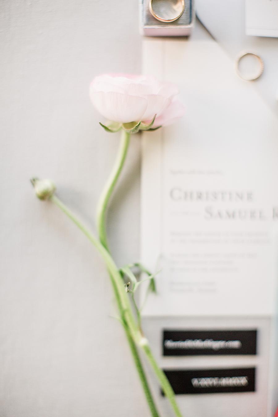 White peony at this Marblegate Farm Wedding by Knoxville Wedding Photographer, Amanda May Photos.
