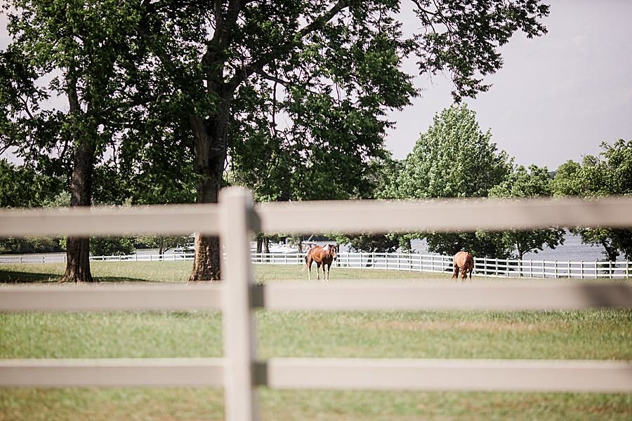 Horse pasture at this Marblegate Farm Wedding by Knoxville Wedding Photographer, Amanda May Photos.