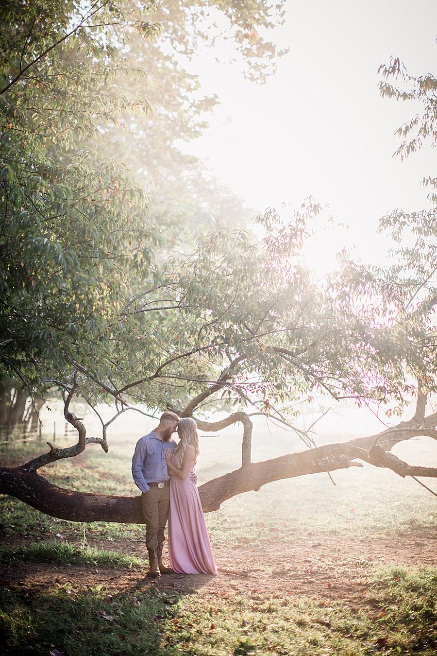 Foreheads touching by tree at this Townsend Anniversary session by Knoxville Wedding Photographer, Amanda May Photos.