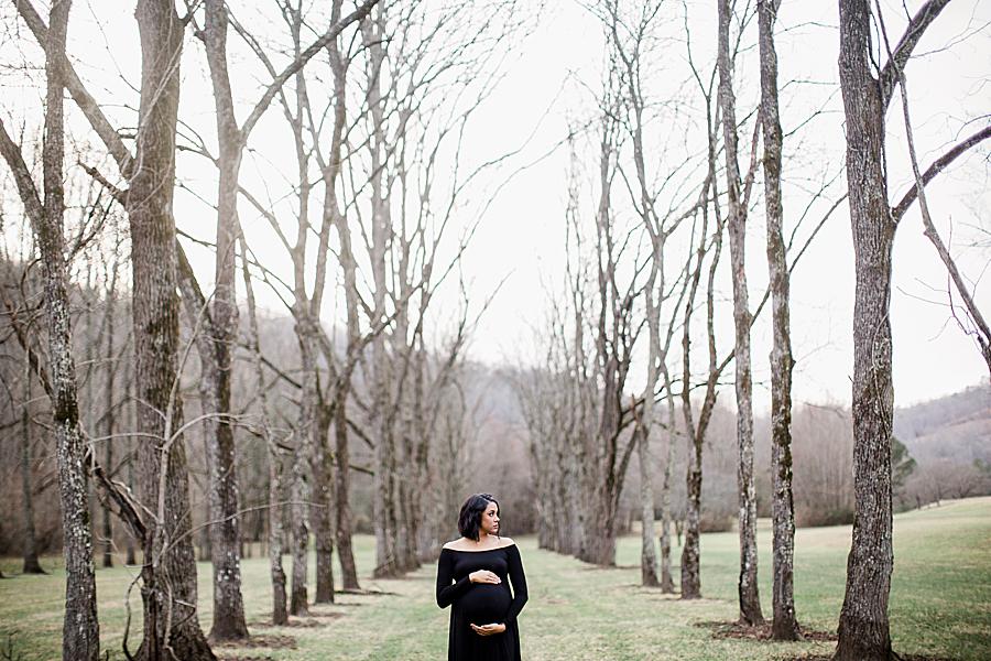 Line of trees by Knoxville Wedding Photographer, Amanda May Photos.