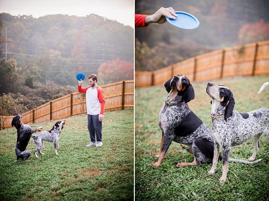 Looking at the frisbee for these lifestyle photos by Knoxville Wedding Photographer, Amanda May Photos.