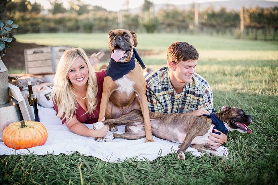 Laying down with the dogs at this Spout Springs Vineyard Family Session by Knoxville Wedding Photographer, Amanda May Photos.