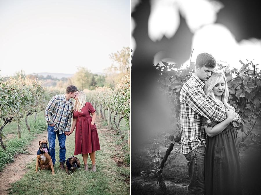 Vineyard at this Spout Springs Vineyard Family Session by Knoxville Wedding Photographer, Amanda May Photos.