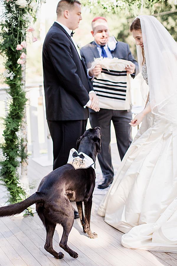 dog ring bearer at airbnb elopement