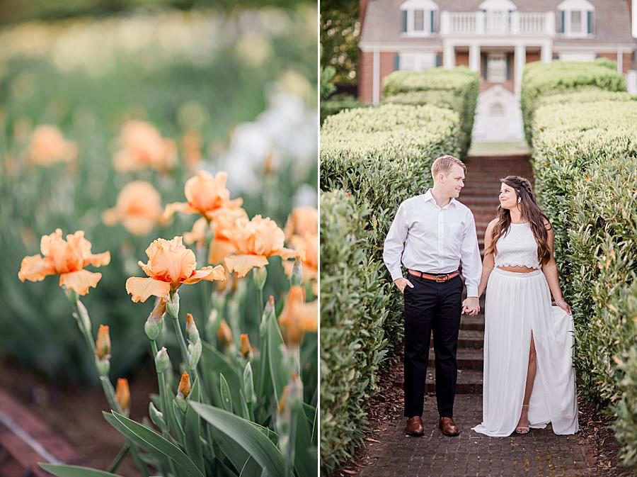 Orange irises at this Baxter Gardens Portraits by Knoxville Wedding Photographer, Amanda May Photos.