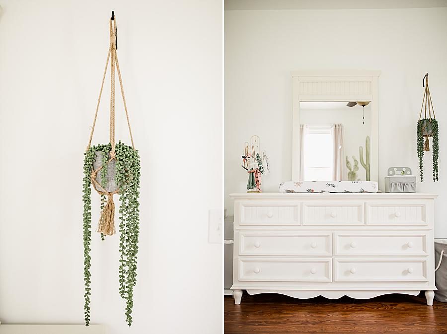 Hanging succulent at this cactus nursery by Knoxville Wedding Photographer, Amanda May Photos.