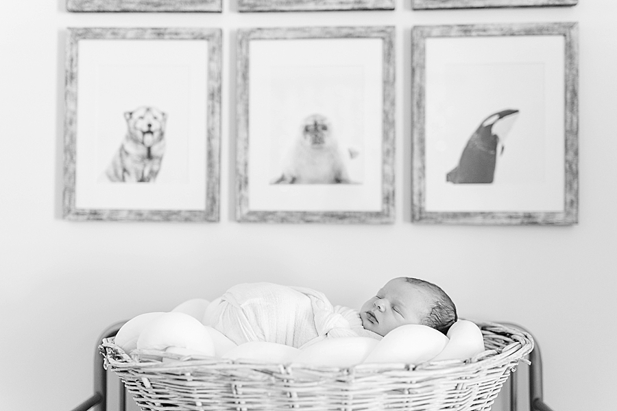 baby in basket cleveland newborn session