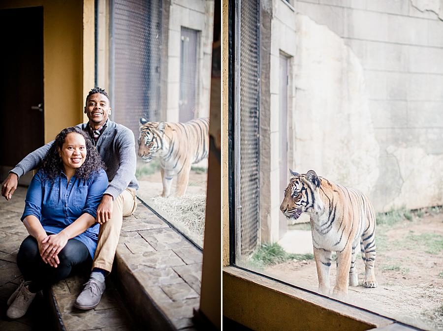 Tiger at this Knoxville Zoo engagement by Knoxville Wedding Photographer, Amanda May Photos.