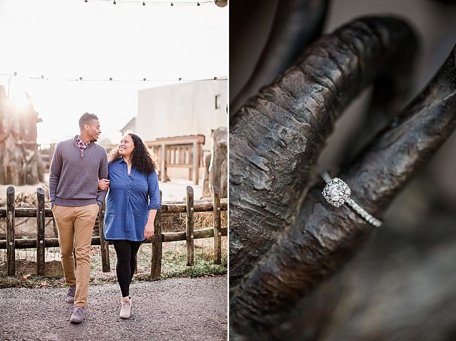 Engagement ring at this Knoxville Zoo engagement by Knoxville Wedding Photographer, Amanda May Photos.