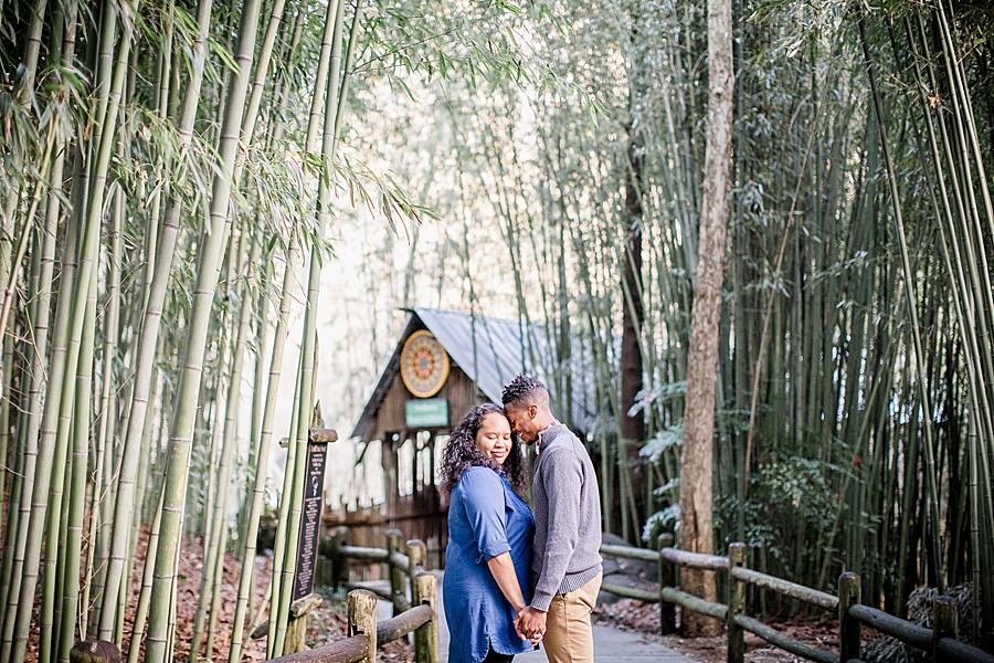Bird area at this Knoxville Zoo engagement by Knoxville Wedding Photographer, Amanda May Photos.