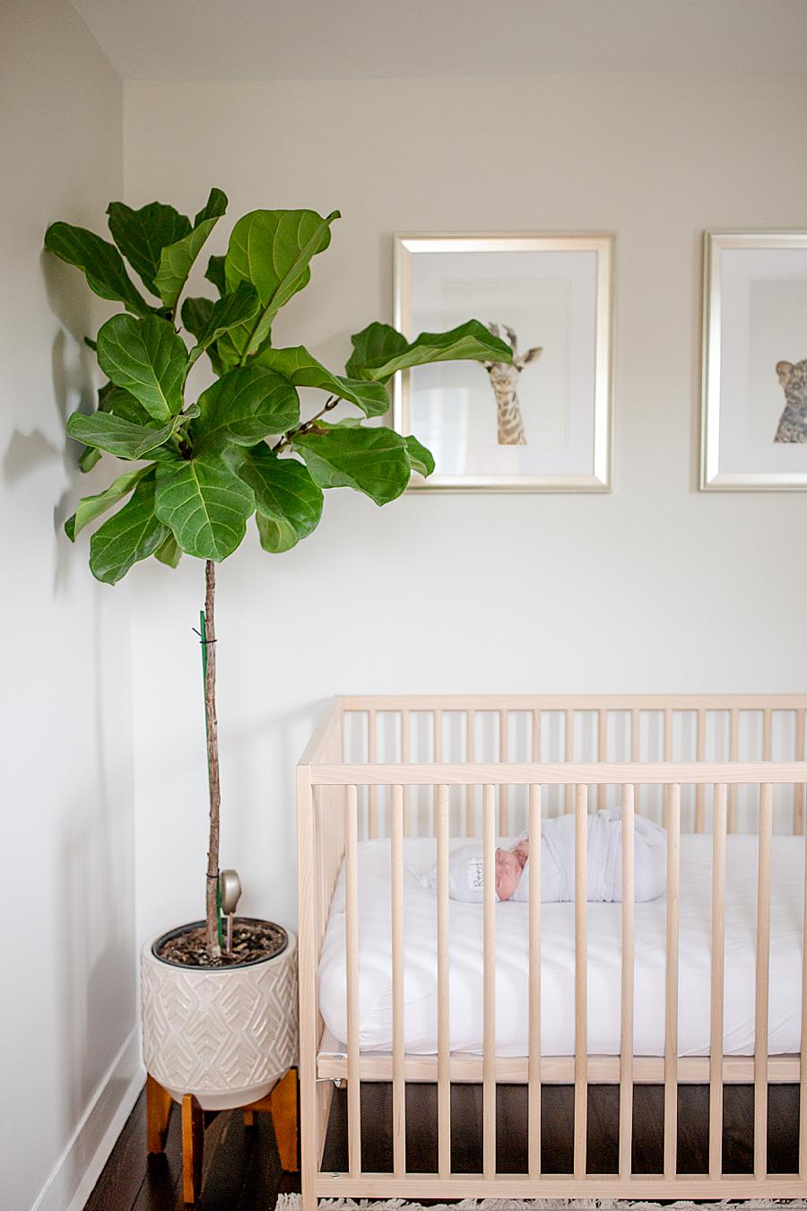Fiddle leaf fig at this newborn session by Knoxville Wedding Photographer, Amanda May Photos.