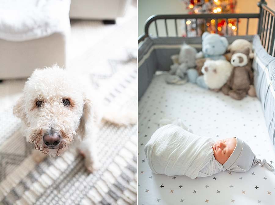 poodle at newborn session