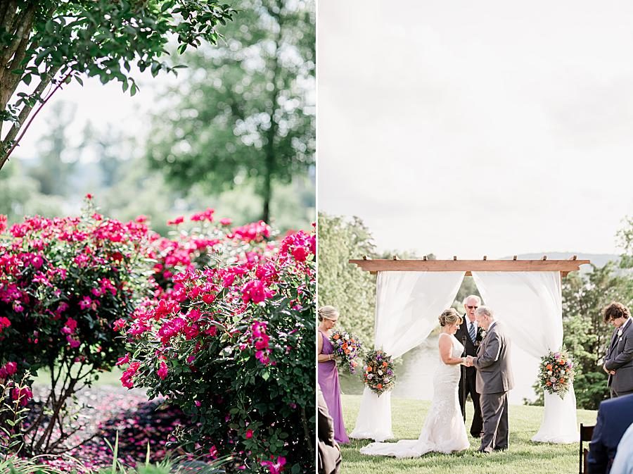 Pink rose bush at this intimate WindRiver wedding by Knoxville Wedding Photographer Amanda May Photos.