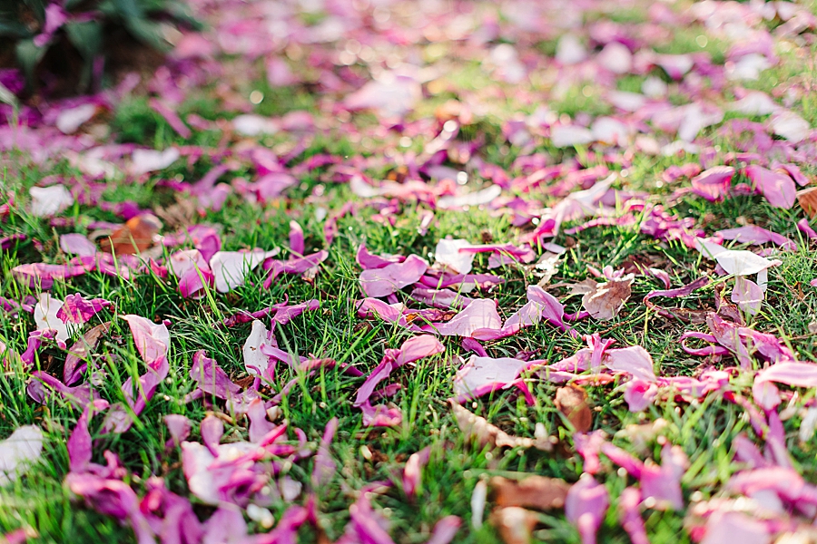 saucer magnolia blooms ut gardens spring