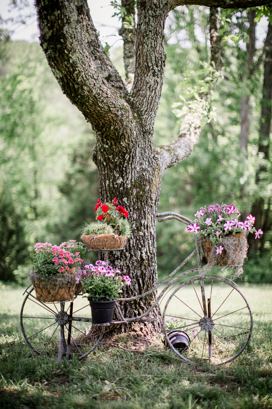 Bicycle leaning against a tree at these 2017 favorite weddings by Knoxville Wedding Photographer, Amanda May Photos.