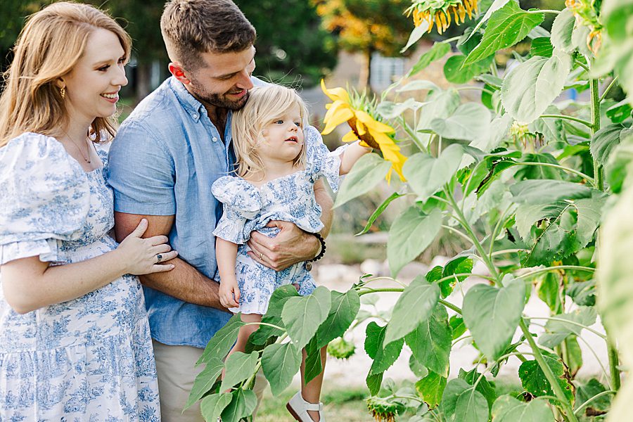 exploring sunflowers at garden maternity session