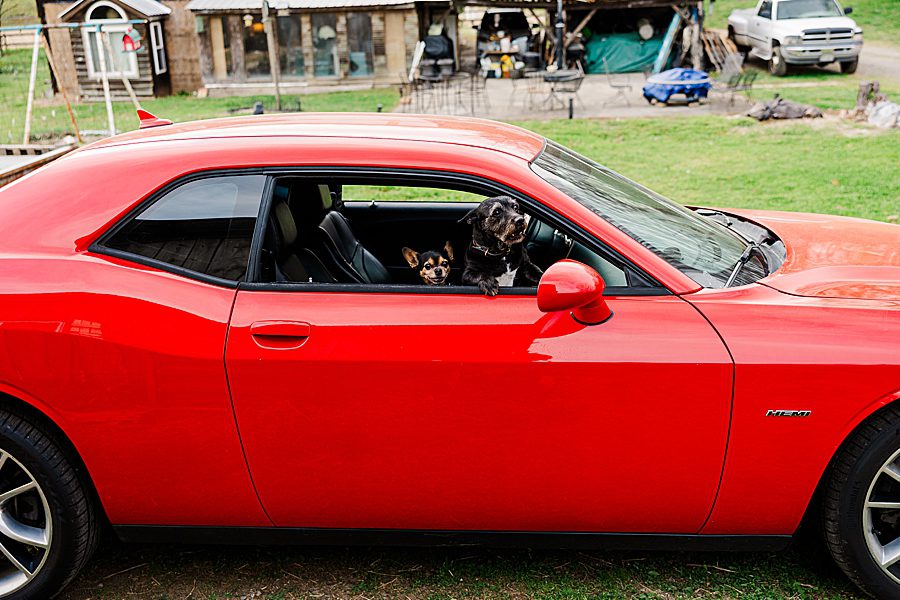 dog in red sports car at engagement session with a horse