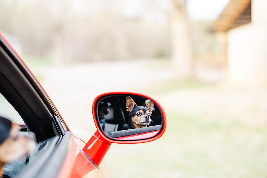 dog reflected in side mirror of red sports car at engagement session with a horse