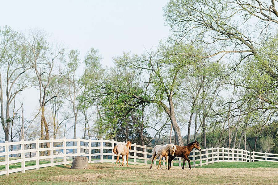 horses in pasture at sunrise marblegate farm engagement