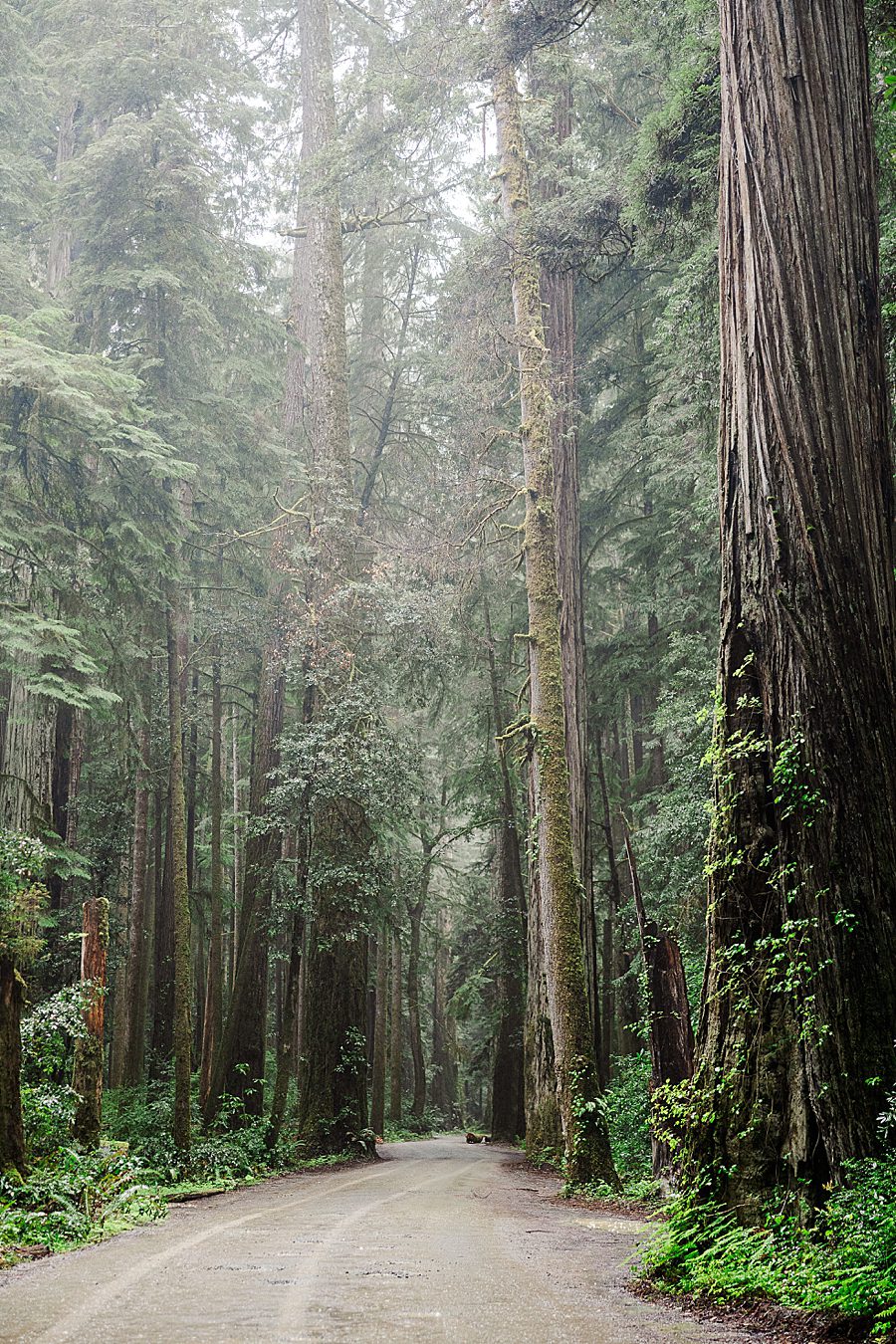 Redwood National Park Wedding