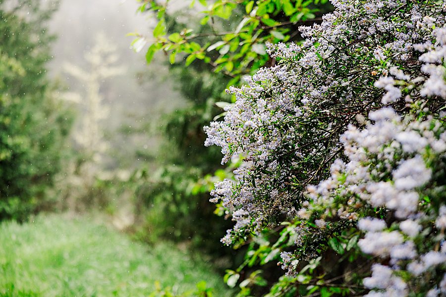 blooming bushes at Redwood National Park Wedding